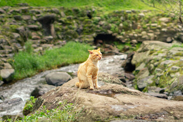 Orange cat sits on rock by flowing stream