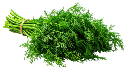 Bunch of vibrant green dill sprigs tied with tan string against a black background, isolated and sharply focused