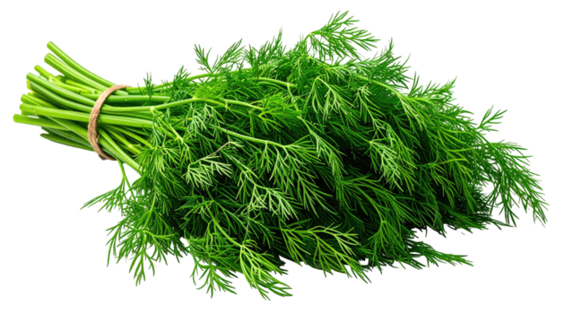 Bunch of vibrant green dill sprigs tied with tan string against a black background, isolated and sharply focused