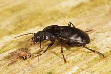 Macro shot of a black ground beetle on a wooden surface, highlighting its sleek exoskeleton and intricate leg structure.