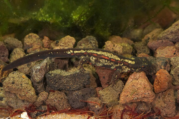 Closeup on the endangered Japanese sword-tailed newt, Cynops ensicauda popei with it's typical green dorsal coloration