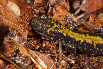 Naklejka premium Closeup on the North American Longtoed mole salamander , Ambystoma macrodactylum on the forest floor