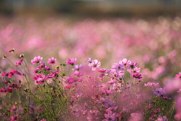吹上コスモス畑に咲くピンクのコスモス