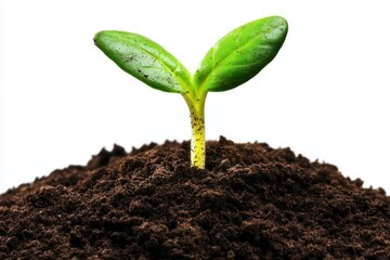 Young sprout growing in the ground isolated