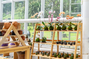 Orchids and potted plants displayed in a bright greenhouse