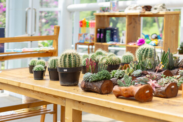 Vibrant succulent and cactus display on rustic wooden table