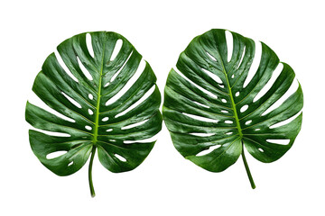 Two vibrant green monstera leaves are isolated against a stark black background, showcasing their unique fenestrations