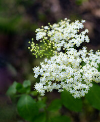 White Cluster Flowers In Soft Outdoor Garden — Delicate Yarrow Blossoms In Sunlight