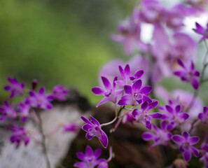 Purple Orchid Blooms In Soft Focus Garden Setting For Nature And Floral Stock Images