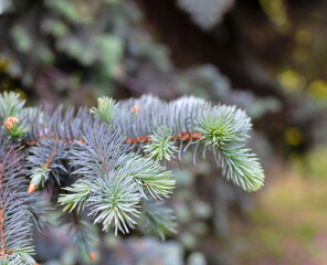Close-up view of green pine needles in a forest during early morning light showcasing nature's beauty