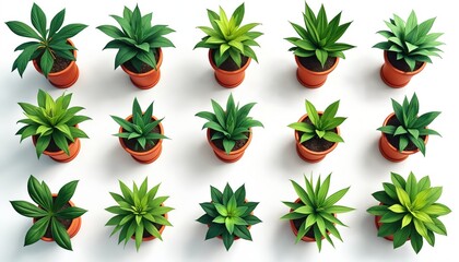 Illustration of varied potted houseplants arranged on a white backdrop. Green leafy plants in terracotta pots present a top-down view. Modern graphic design for interior decor or eco-friendly theme.