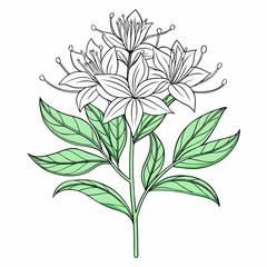 hebe speciosa line art on 