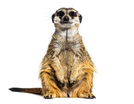 Upright meerkat on white background, looking at camera