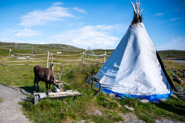 Deer and reindeer in the area of town Honningsvag. The Sami are the people inhabiting the Arctic area.