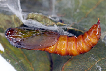 Summer fruit tortrix, Adoxophyes orana. Moth of the family Tortricidae.  Pest due to the damage the larvae do to fruit trees while feeding. Pupa on a leaf.