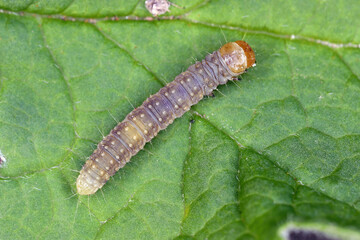 Summer fruit tortrix, Adoxophyes orana. Moth of the family Tortricidae.  Pest due to the damage the larvae do to fruit trees while feeding. Caterpillar on a leaf.