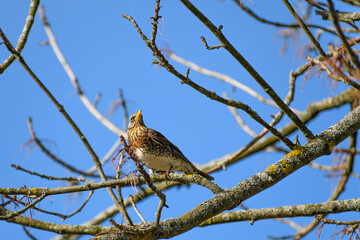 Fieldfare bird sitting on a branch of a dry tree