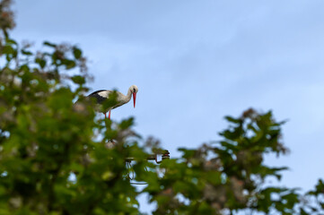 A stork standing on a pole in the forest behind the trees