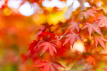 Closeup and crop the vibrant red foliage of a Japanese maple tree in autumn season on blurred background.