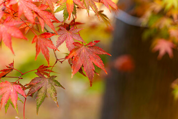 Closeup and crop the vibrant red foliage of a Japanese maple tree in autumn season on blurred background.
