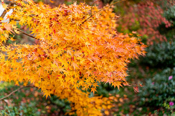Closeup and crop the vibrant orange foliage of a Japanese maple tree in autumn season.