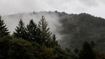 The trees of the Black Forest in fog and clouds on a rainy day
