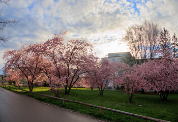 Fototapeta premium Ornamental cherry trees in bloom at Petuelpark in Munich Milbertshofen on a cloudy day in spring