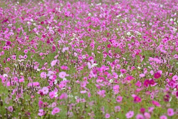 コスモス畑

