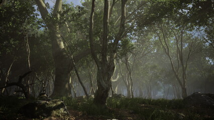 Sunlight filters through the dense tree canopy in a serene forest. Mist clings to the ground, creating a magical atmosphere among the lush greenery. Nature thrives quietly in this peaceful setting.