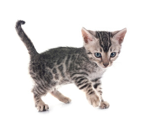 bengal kitten in studio