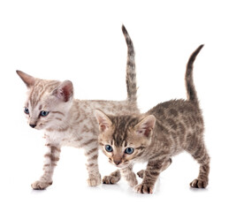 bengal kitten in studio