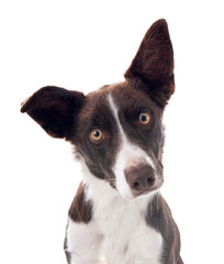 border collie in studio