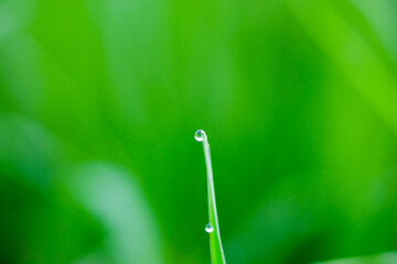 Water drop on green grass in the morning. Shallow depth of field.