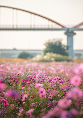 夕方の吹上コスモス畑と水道橋