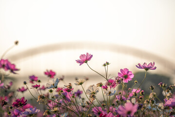 夕方の吹上コスモス畑と水道橋