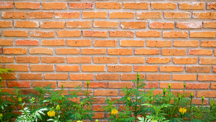 Background of brick wall texture and green plant. Natural pattern background.