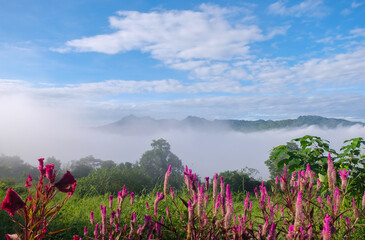 Beautiful pink flowers on the mountain and fog in the morning.