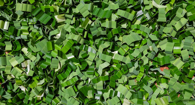 Pandanus leaves cut into pieces and dried in the sun