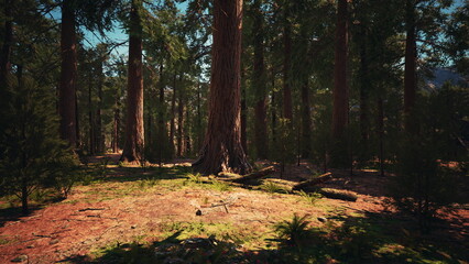 Tall trees rise majestically in a peaceful forest, with sunlight filtering through the branches. Soft green ferns cover the ground, creating a tranquil atmosphere perfect for a nature walk.