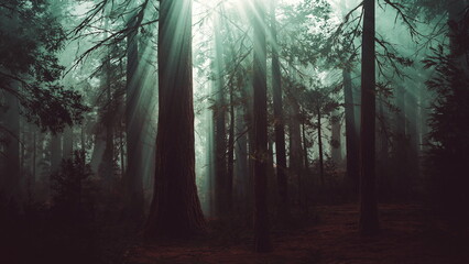 Obraz premium Tall trees rise majestically as soft sunlight filters through a dense mist. The forest floor is shrouded in shadows, evoking a sense of mystery and tranquility in nature.