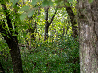 木々が覆い茂る森の風景