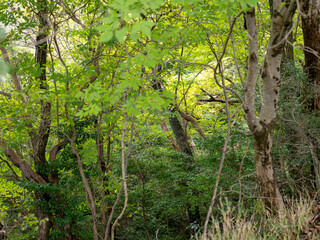 木々が覆い茂る森の風景