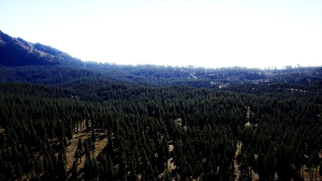 A stunning expanse of dense evergreen trees stretches over rolling hills under a bright blue sky. The sun shines down, showcasing the vibrant greens of nature in a peaceful setting.