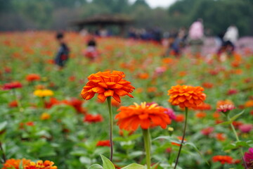 Vibrant orange and red zinnia (Zinnia elegans) flowers blooming profusely in a sunny park field, with people enjoying the peaceful autumn scenery in the blurred background.