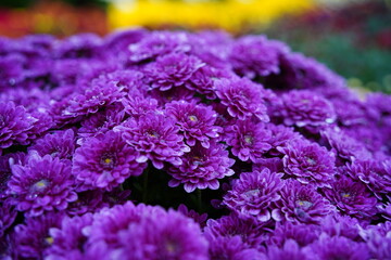 Close-up of vibrant chrysanthemum flowers in full bloom, showcasing an abundance of petals at a festive autumn flower festival