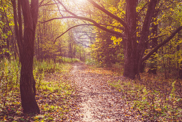 Obraz premium Landscape with an autumn forest alley.
