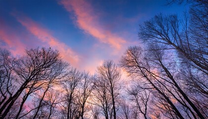 Fototapeta premium Bare Winter Trees Reach Towards A Pastel Sunrise Sky Creating A Dramatic Upward Perspective