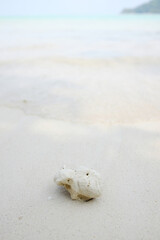 Close up coral on the beach with wave of sea in sunny day of summer