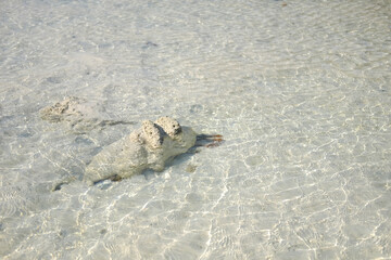 Fresh coral on the rock underwater in the sea and sunlight shimmers on the surface of wate on Surin islands in National Park, Phang Nga of Thailand