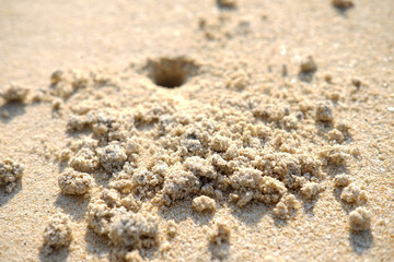Close up bubble sandy and hole of crab on the beach in bright day